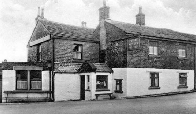 Setter Dog, Macclesfield
