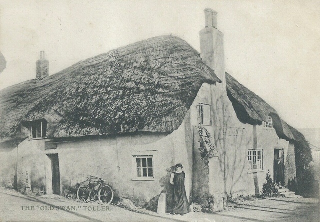 Old Swan, Toller Porcorum