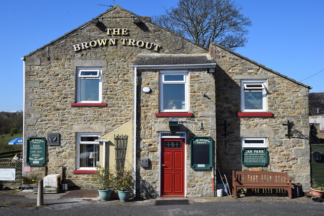 Brown Trout, Sunnybrow