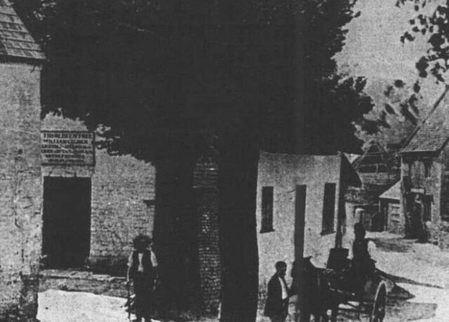 Old Elm Tree, Bishops Cleeve