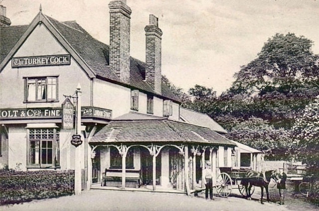 Turkey Cock, Hunsdon