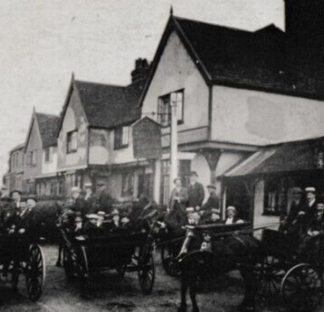 Turkey Cock, Hunsdon