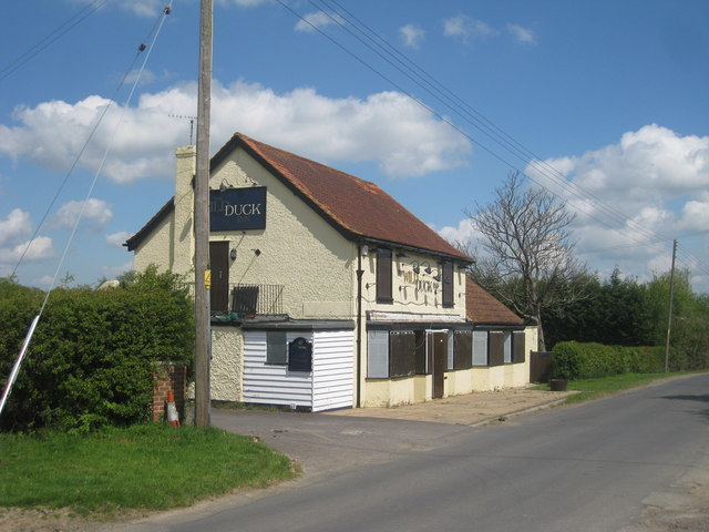 Wild Duck, Marden Thorn