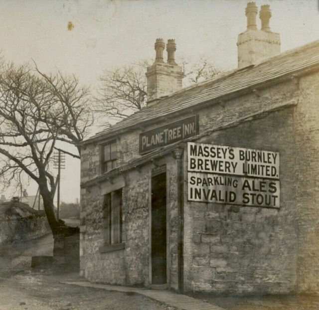 Plane Tree, Burnley