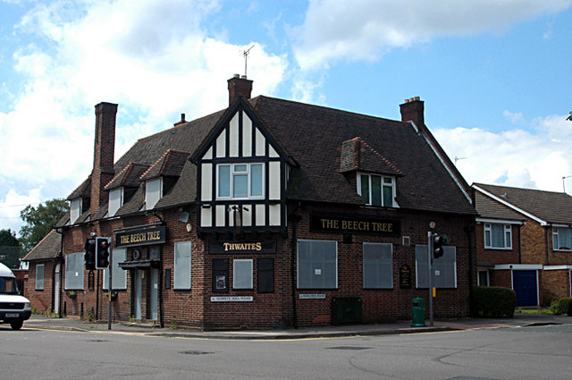Beech Tree, Blackheath
