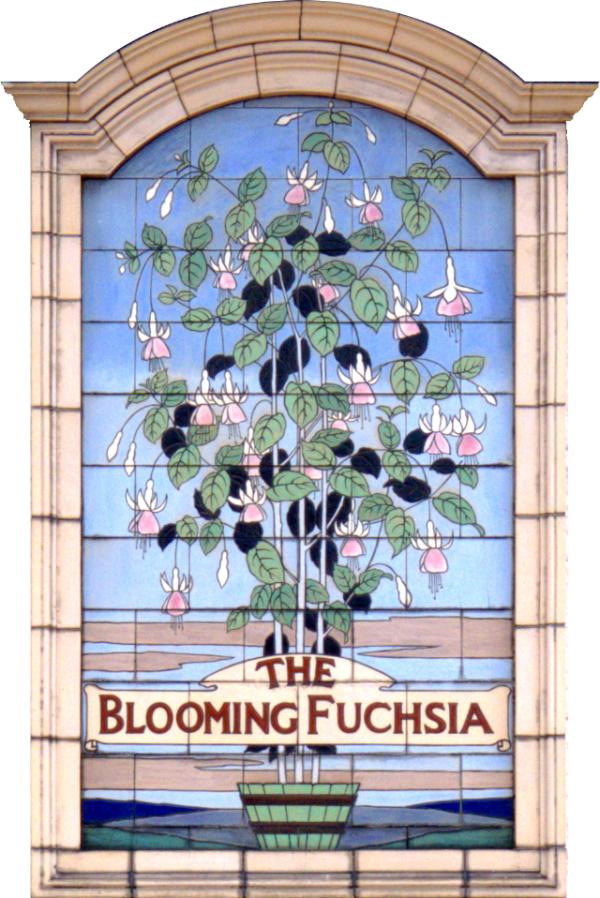 Blooming Fuschia, Ipswich